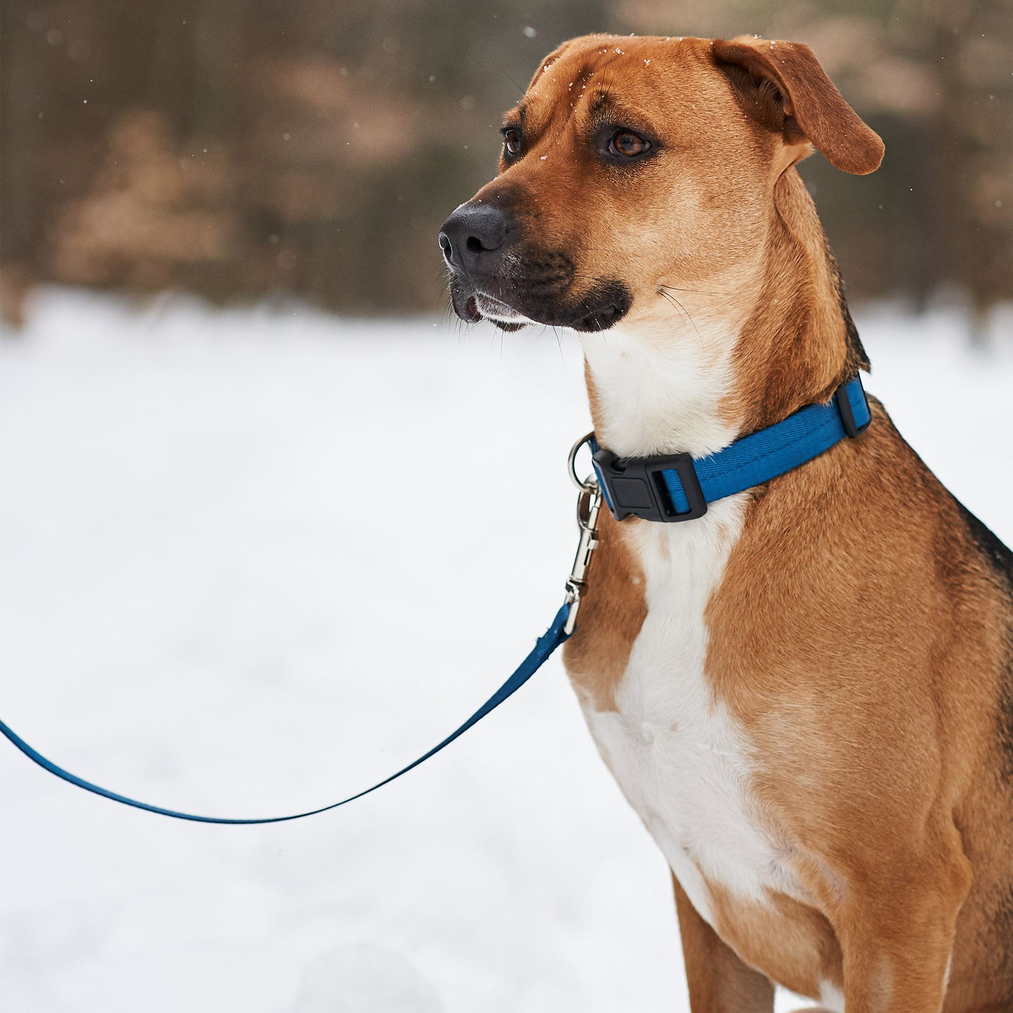 Peak Leash