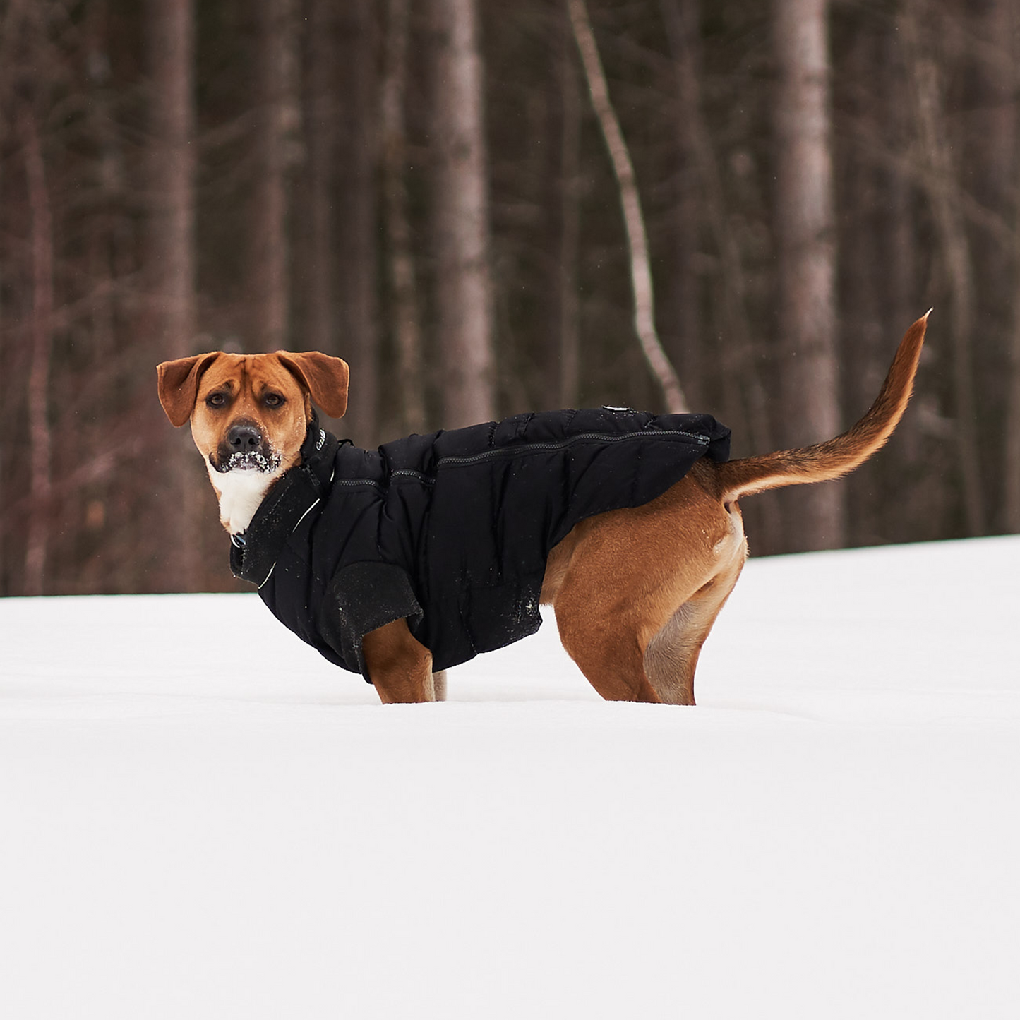 Bonfire Down Jacket For Dogs Canadian Canine Gear