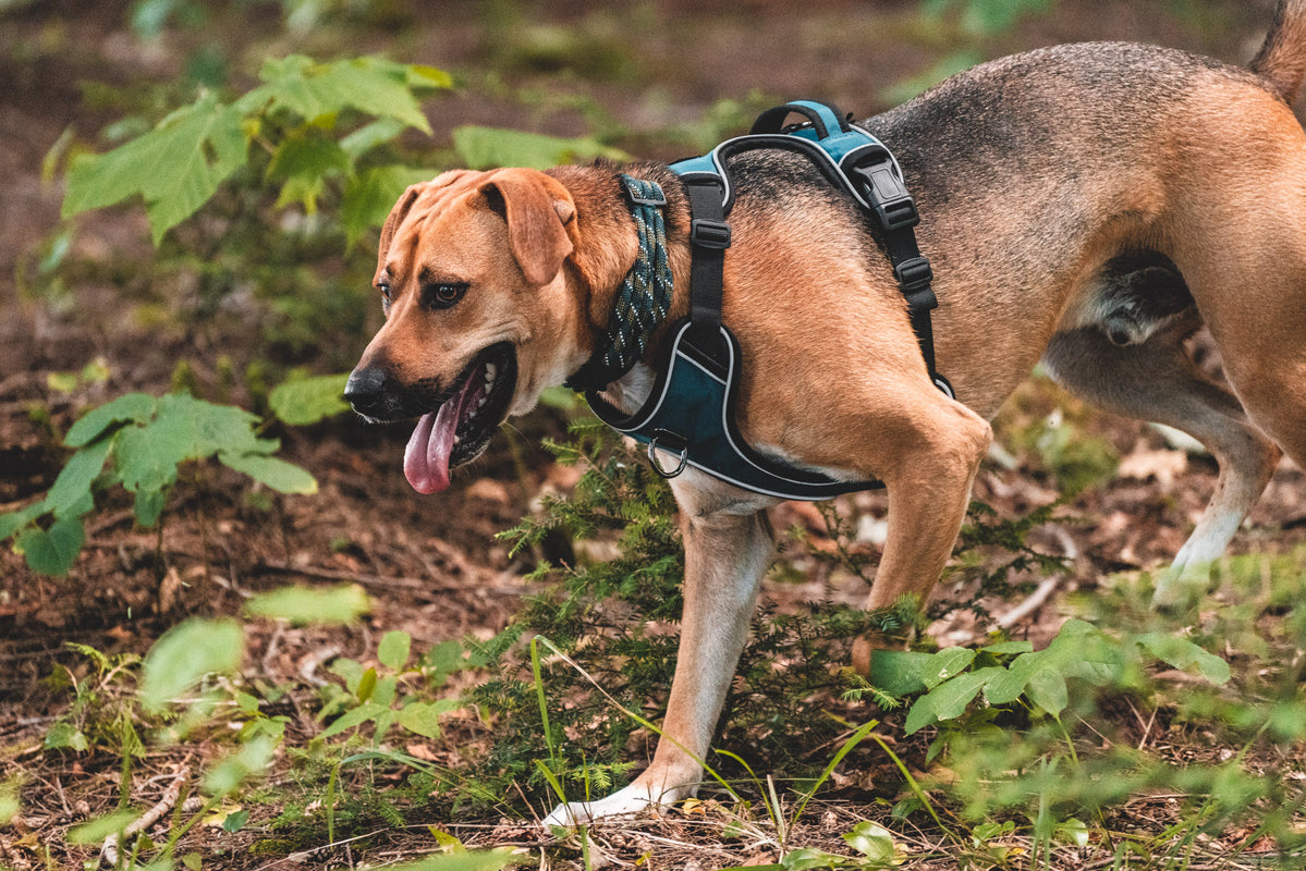 Canadian Canine Gear: Outdoor Dog Adventure Gear