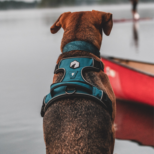 Mesa Harness