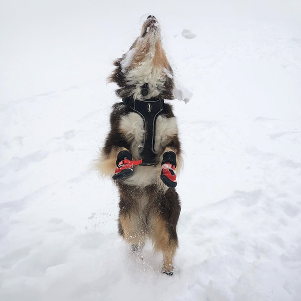 Tundra Boots