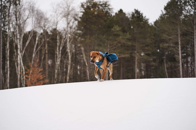Traverse Dog Backpack - On Dog
