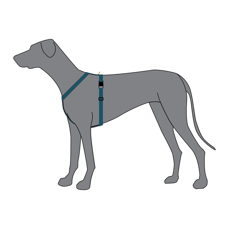 Anchor Dog Harness - On Dog